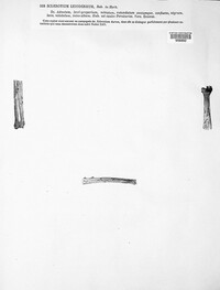 Sclerotium leiodermum image